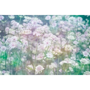 DIMEX ART Флизелинов фототапет поляна с цветя 375 x 250 см