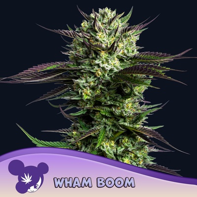 Anesia Seeds Wham Boom semena neobsahují THC 3 ks