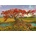 Heye - Puzzle Andy Thomas: Strontium tree - 1 000 piese