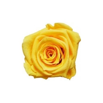 Darčeková stabilizovaná ruža - žltá