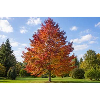 Ambrovník styraxový (Liquidambar styraciflua) ´WORPLESDON´ - výška 120-150 cm, kont. C12L