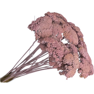 Sušené kvety Rebríček - Achillea 200g - zabielené staroružové