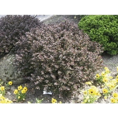 Dráč Thunbergov červený FloraSelf Berberis thunbergii 'Atropurpurea Nana' výška 20-25 cm kvetináč 1,5 l