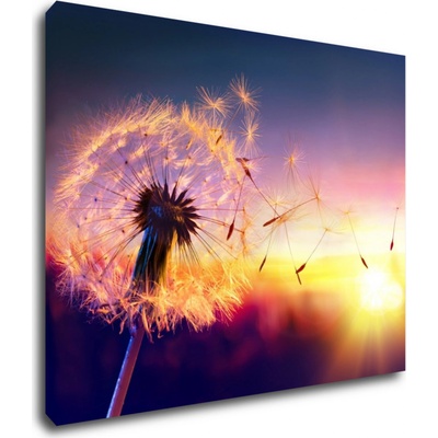 Impresi Obraz Pampeliška se západem slunce - 90 x 70 cm