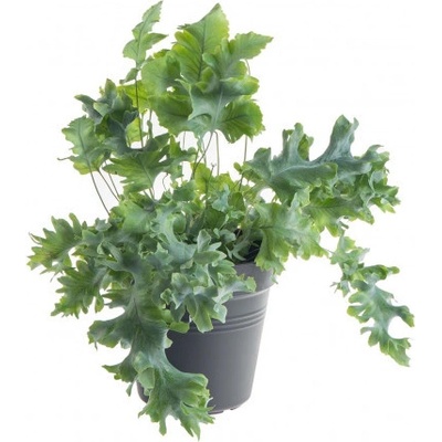 Tečkovka zlatá, Phlebodium aureum Davana, průměr květináče 12 cm