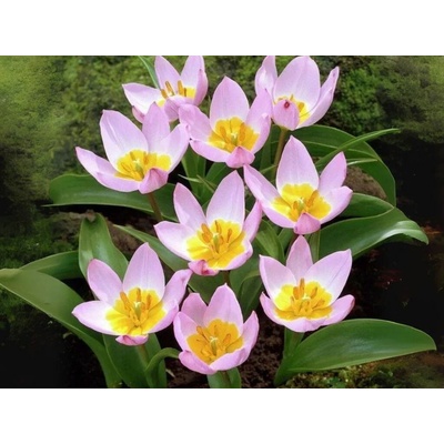 Tulipán botanický Bakeri Lilac Wonder 50 ks v balení