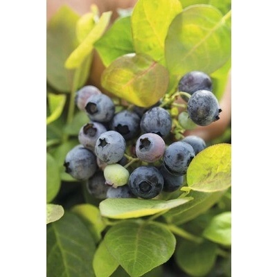Čučoriedka BrazelBerry Peach Sorbet 25-30 cm v kvetináči 4,5 l