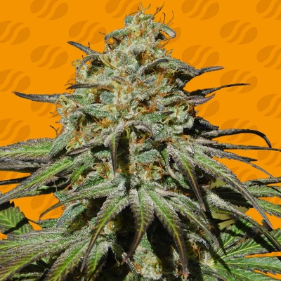 Original Sensible Seeds Jealousy semienka neobsahujú THC 10 ks
