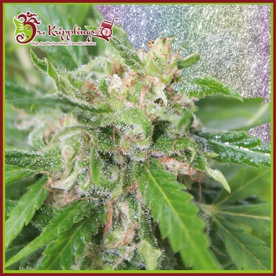 Dr. Krippling Seeds Kripplicious semena neobsahují THC 5 ks