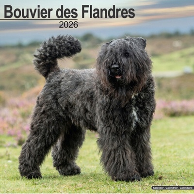 Bouvier Des Flandres Euro Square Dog Breed Wall 16 Month 2026