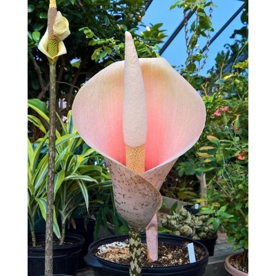 Zmijovec cibulonosný 'Amorphophallus bulbifer' 1 ks