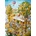 Heye - Puzzle Fish: Paradise in summer - 1 000 piese