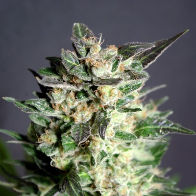 Kannabia Seeds Diesel Glue semienka neobsahujú THC 10 ks