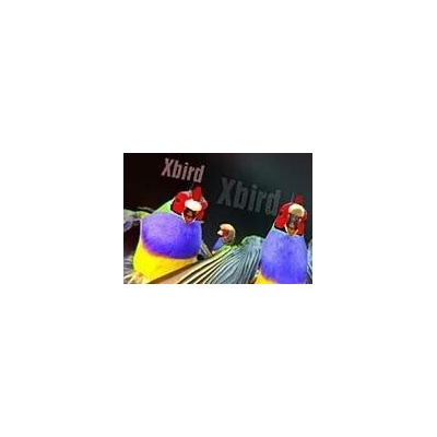 Xbird