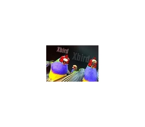 Xbird