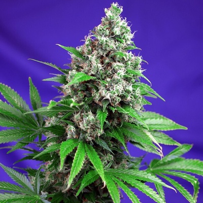 Sweet Seeds Killer Kush F1 Fast Version semienka neobsahujú THC 100 ks