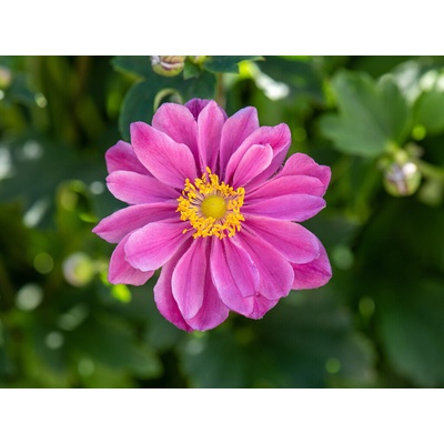 Veternica Little Breeze Sweet - Anemone, kont. 0,5 l