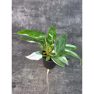 Philodendron White Princess mini (Rostlinka s bílým žíháním)