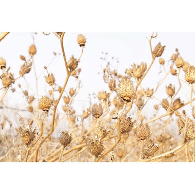 DIMEX ART Флизелинов фототапет страмониум, сухи растения 375 x 250 см