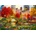 Bluebird Puzzle - Puzzle Central Park NYC II - 1 000 piese