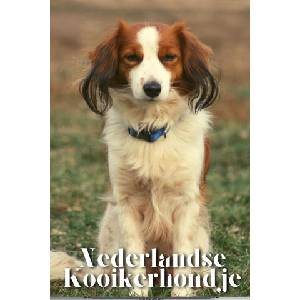 Nederlandse Kooikerhondje (2023)