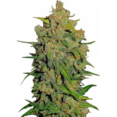 Fastbuds Lemon AK Auto semienka neobsahujú THC 100 ks