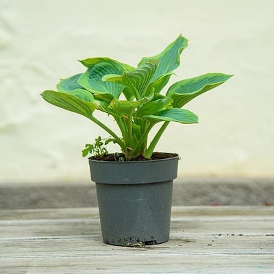 S Hosta sieboldii 30cm/6 NL, živá rostlina