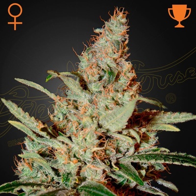 Green House Seeds Chemdog semena neobsahují THC 5 ks