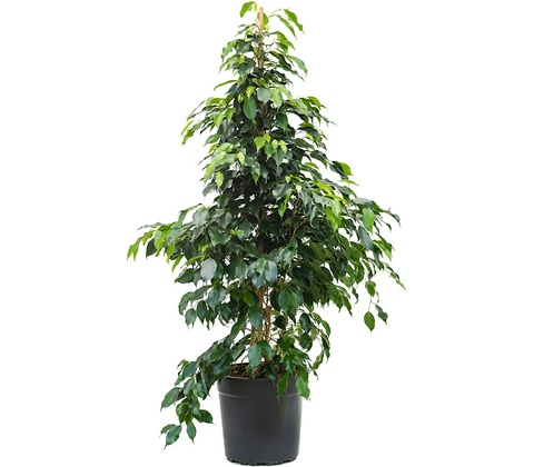 Ficus danielle 27x135 cm