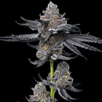 Barney´s Farm LFG semena neobsahují THC 3 ks
