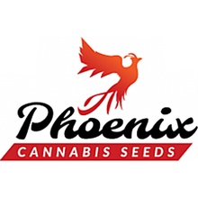 Phoenix Seeds White Widow Express AUTO semena neobsahují THC 3 ks