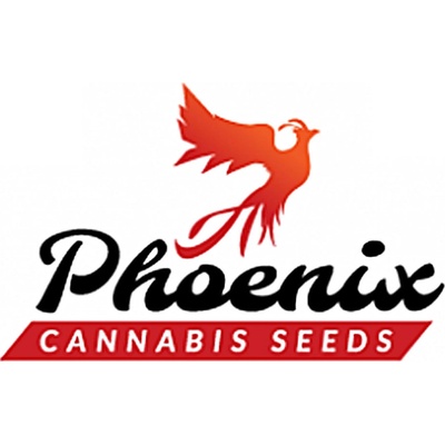 Phoenix Seeds White Widow Express AUTO semena neobsahují THC 3 ks