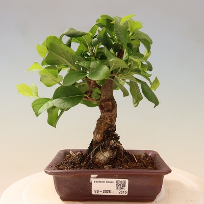 e-bonsai Venkovní bonsai - Celastrus orbiculatus - Jesenec okrouhlolistý