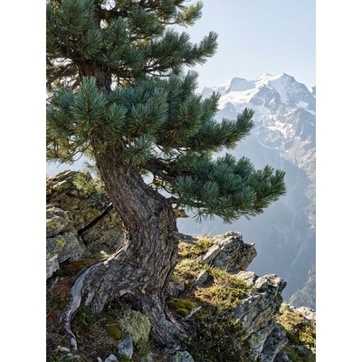 Borovice limba PICE-4 10-15 cm, QP40