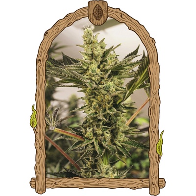 Exotic Seed Banana Mash Auto semienka neobsahujú THC 3 ks