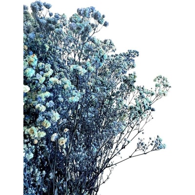 Nevěstin závoj/stabilizovaná Gypsophila svazek/kytice MODRÁ/AZUROVÁ ŽÍHANÁ 50g