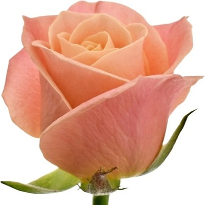 Růžová růže MISS PIGGY+ 50cm (L)