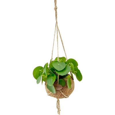 Gardners Pilea peperomioides (L) Chinese money plant, Palačinková kytka