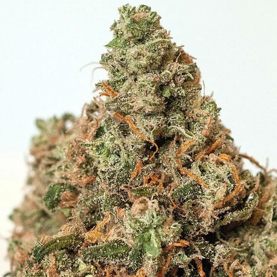 Positronics Supercheese semena neobsahují THC 3 ks