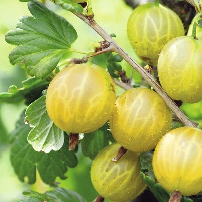 Angrešt žlutý beztrnný Hof:Obst Ribes uva-crispa 'Solemio' výška 30-40 cm květináč 3,4 l