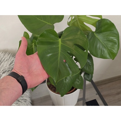 PlantBros flower Monstera deliciosa 70cm