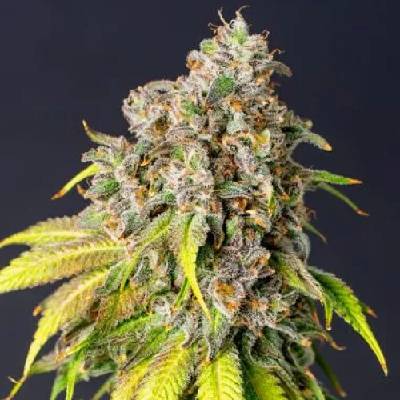 PowerStrains 60 Day Grapefruit AUTO semenana neobsahují THC 1 ks