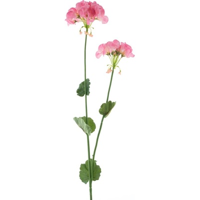 Pelargonie (Pelargonium) růžová V95 cm (969027)