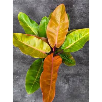 Philodendron Prince of Orange XXL (Má krásně zbarvené stonky do oranžova)