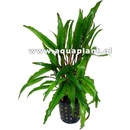 Cryptocoryne undulata
