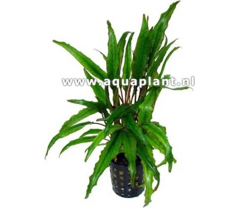 Cryptocoryne undulata