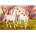 Castorland - Puzzle Unicorn Love - 1 000 piese
