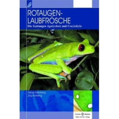 Rotaugenlaubfrösche