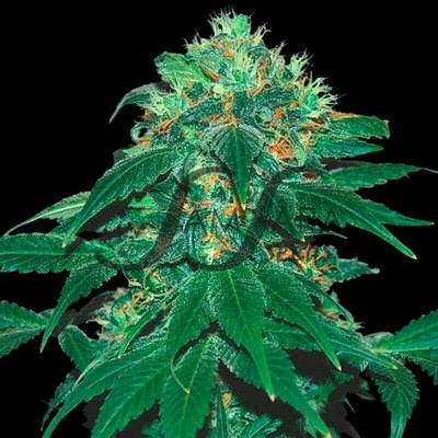 Samsara Punky Lion semienka neobsahujú THC 10 ks