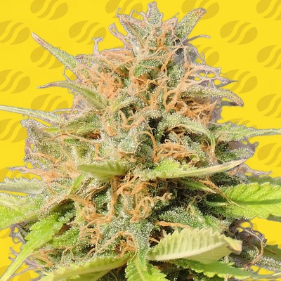 Original Sensible Seeds Girl Scout Cookies Auto semienka neobsahujú THC 25 ks